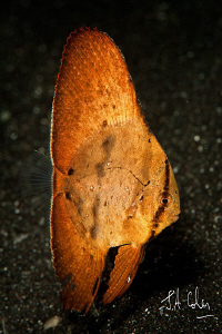 Juvenile Batfish by Julian Cohen 